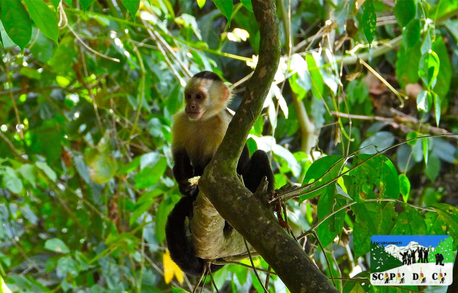 Costa Rica animali