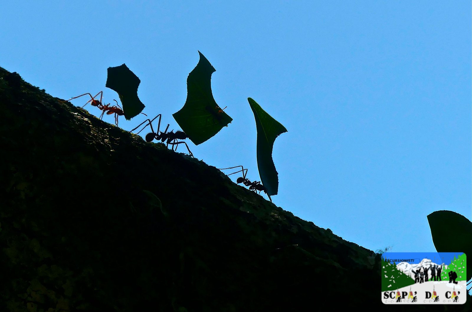 Costa Rica animali