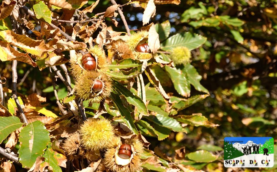 colori d ' autunno